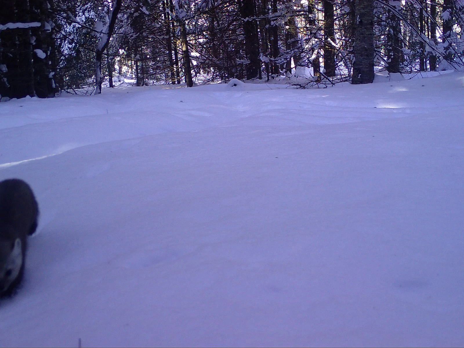 Vilas_Marten_SSWI000000011754918A.jpg